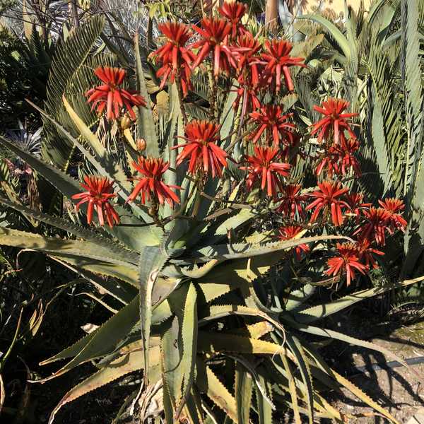 Image of Aloe volkensii ssp. volkensii