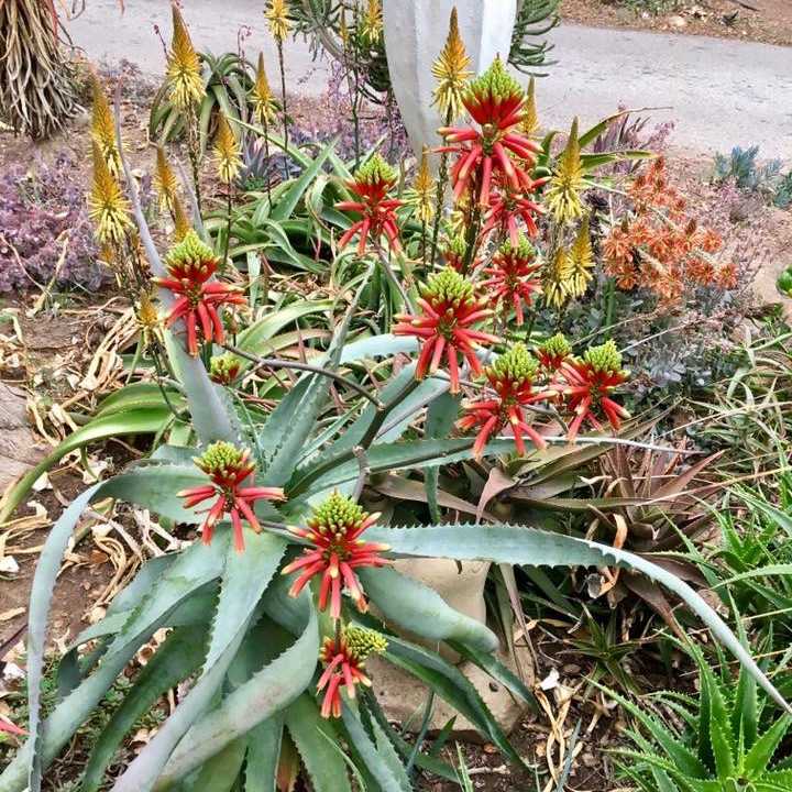 Image of Aloe volkensii ssp. multicaulis