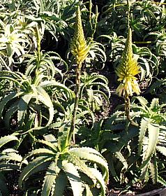 Image of Aloe arborescens 'Lutea'