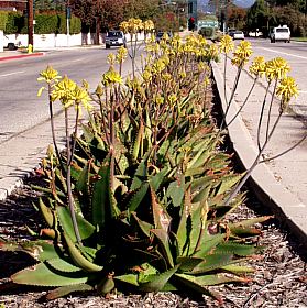 Image of Aloe maculata 'Yellow Form'