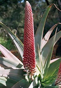 Image of Aloe speciosa