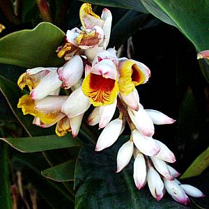 Image of Alpinia zerumbet