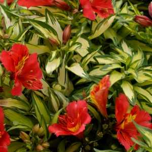 Image of Alstroemeria Little Miss Zoe ['Zoe'] PP30,680