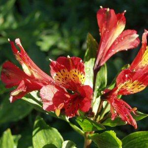 Image of Alstroemeria 'Flame'