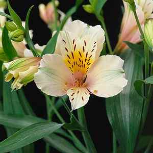 Image of Alstroemeria Inca Ice ['Koice']