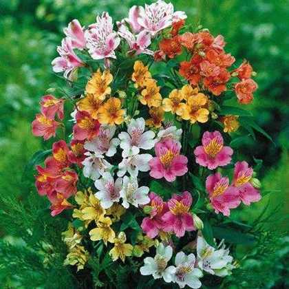 Image of Alstroemeria Meyer's Hybrids