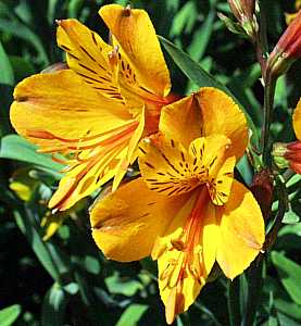 Image of Alstroemeria 'Sussex Gold'