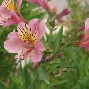 Image of Alstroemeria 'Tall Pink'
