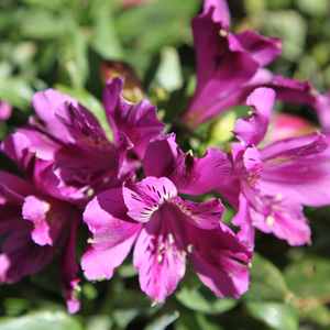Image of Alstroemeria 'Purple'