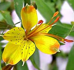 Image of Alstroemeria 'Sweet Laura'