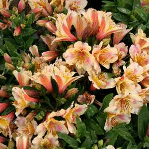 Image of Alstroemeria 'Christina'