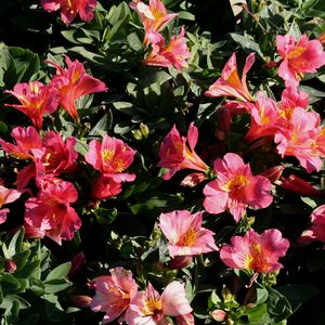 Image of Alstroemeria 'Roselind'