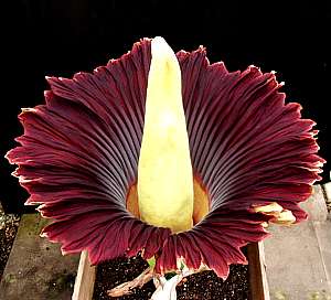 Image of Amorphophallus titanum