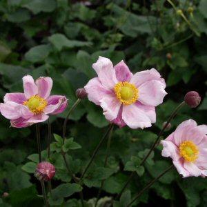 Image of Anemone x hybrida 'Alice'