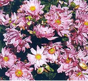 Image of Anemone x hybrida 'Party Dress'