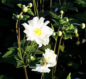 Image of Anemone x hybrida 'Whirlwind'