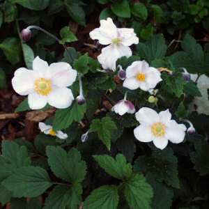 Image of Anemone x hybrida 'September Charm'