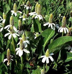 Image of Anemopsis californica