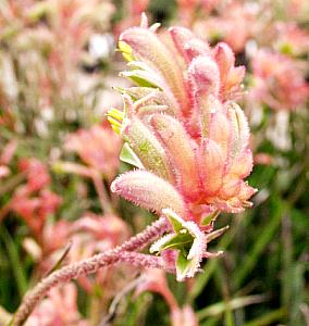 Image of Anigozanthos 'Coral Pink'