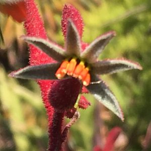 Image of Anigozanthos 'Landscape Tall Red'