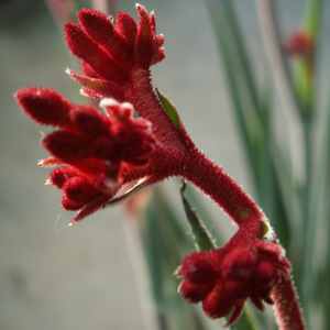 Image of Anigozanthos rufus Backdraft ['LAN80']