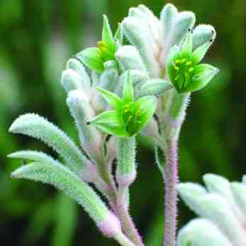 Image of Anigozanthos Bush Diamond ['Rambodiam'] PP20,169