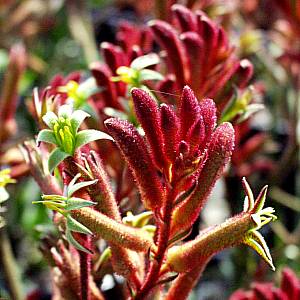 Image of Anigozanthos 'Bush Ember'