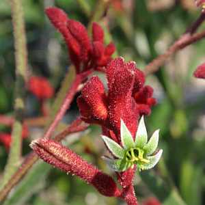 Image of Anigozanthos 'Bush Garnet'