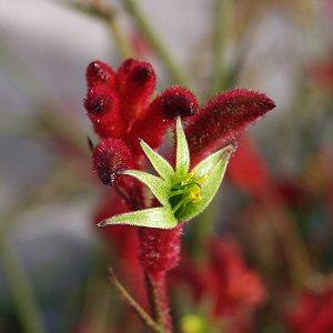 Image of Anigozanthos 'Bush Devil'