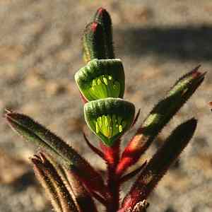 Image of Anigozanthos 'Bush Games'