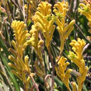 Image of Anigozanthos 'Bush Gold'