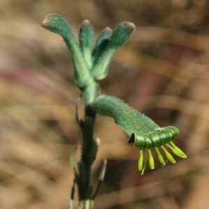 Image of Anigozanthos viridis 'Phar Lap'