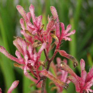 Image of Anigozanthos 'Pink Joey'