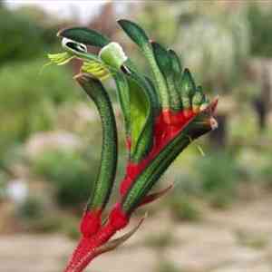 Image of Anigozanthos 'Royal Cheer'