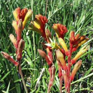 Image of Anigozanthos 'Regal Claw'