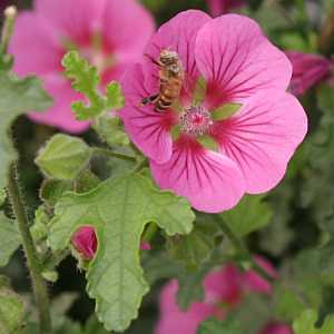 Image of Anisodontea 'Elegant Lady' PP16,301