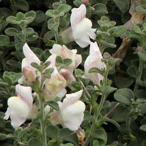 Image of Antirrhinum hispanicum