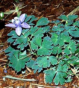 Image of Aquilegia sibirica