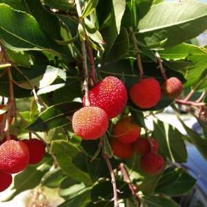 Image of Arbutus unedo