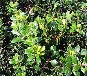 Image of Arctostaphylos 'Emerald Carpet'