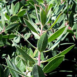 Image of Arctostaphylos 'Pacific Mist'