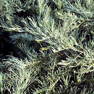 Image of Artemisia californica 'Canyon Gray'