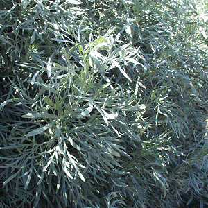 Image of Artemisia arborescens