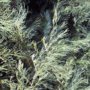 Image of Artemisia californica