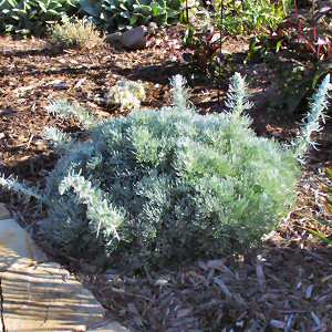 Image of Artemisia pycnocephala 'David's Choice'