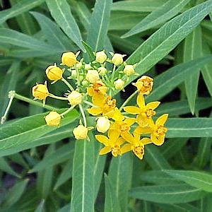 Image of Asclepias curassavica 'Silky Gold'