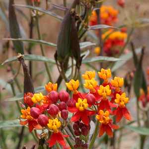 Image of Asclepias curassavica 'Silky Deep Red'