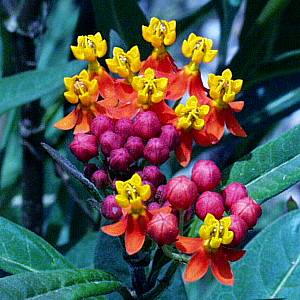 Image of Asclepias curassavica