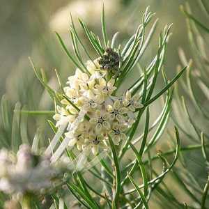 Image of Asclepias linaria 'Monarch Magnet' PPAF