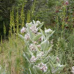 Image of Asclepias speciosa